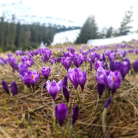 מלון Alpin Eco & Wellness