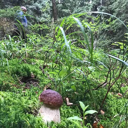 Alpin Eco & Wellness מלון דראגובראט