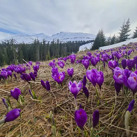 Alpin Eco & Wellness מלון *